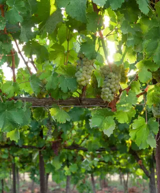 Auf ein Glas im Carmel Weingut